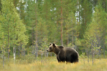 wild male brown bear with forest background