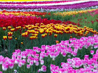 Vancouver tulips