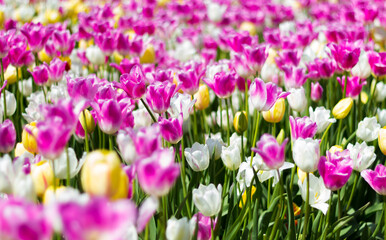 Obraz na płótnie Canvas Vancouver tulips