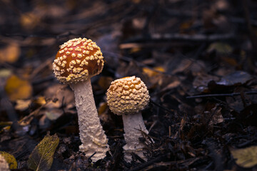 Fliegenpilze im Wald, Herbst