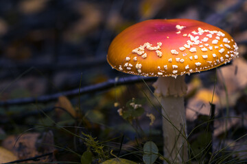 Fliegenpilze im Wald, Herbst