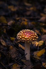 Fliegenpilze im Wald, Herbst