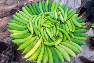 Fresh Sponge Gourd collected from the vegetable garden is being lined up for the market.