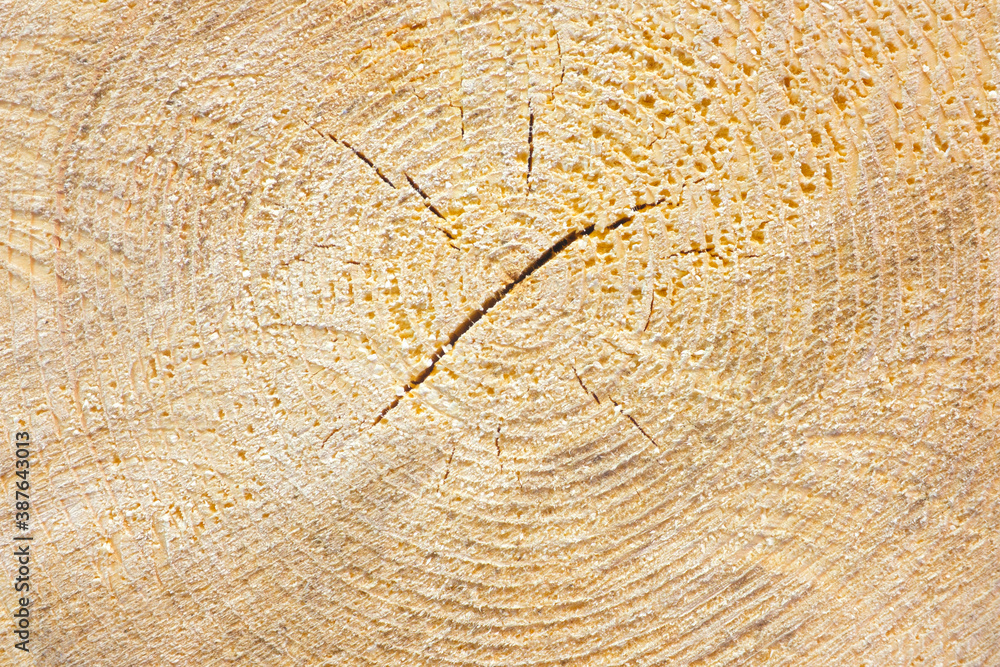Poster the texture of the end of the tree. saw cut wood close up. rough-wood on floors. wood background. th