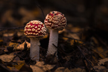 Fliegenpilze im Wald, Herbst