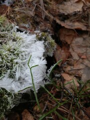 late autumn in the forest