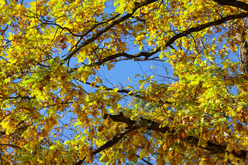 .View of the blue sky through the yellow oak leaves