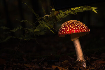Fliegenpilze im Wald, Herbst
