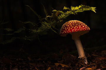 Fliegenpilze im Wald, Herbst