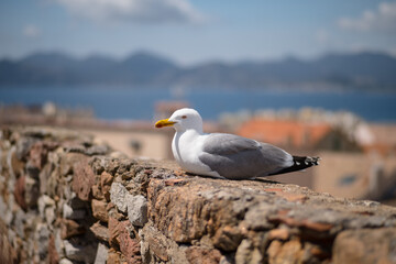 Möwe auf Steinmauer