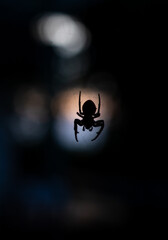 Scary spider silhouette with black background and orange lights. Halloween mood