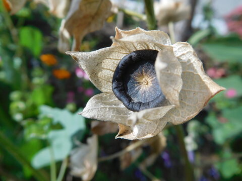 Lavatera flower seeds close up in garden on blurred background in autumn