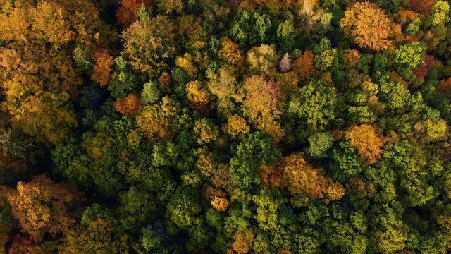 Beautiffull Autumn drone fly over the trees and fields