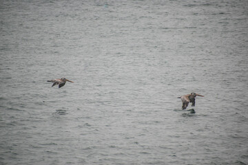 Birds skim across water at breakwater