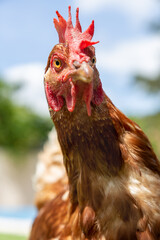 Gallina caminando, fondo desenfocado y saturado. Gallina con pinco