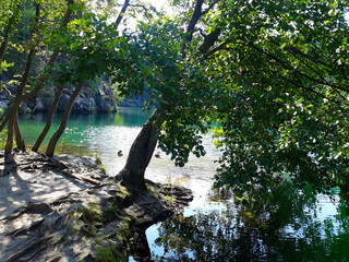 tree in the water