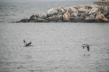 Birds skim across water at breakwater