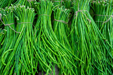A group of Asparagus Bean or Long yard bean fresh green vegetable bundles ready for sale to market.