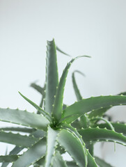 home plant aloe useful medicine cosmetology juicy