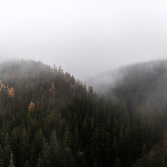 Herbstlicher Wald im Nebel