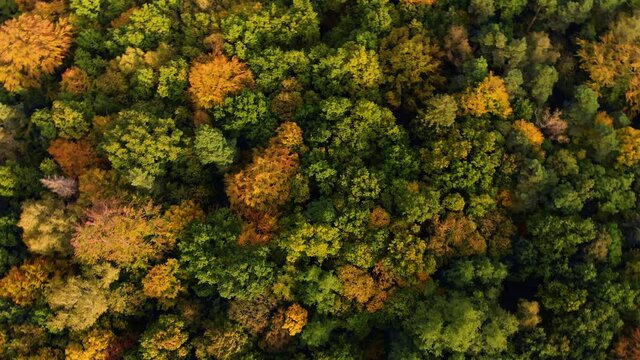 Beautiffull Autumn drone fly over the trees and fields