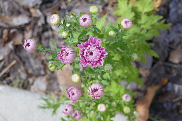 Chrysanthemum flower blossom in a garden	
