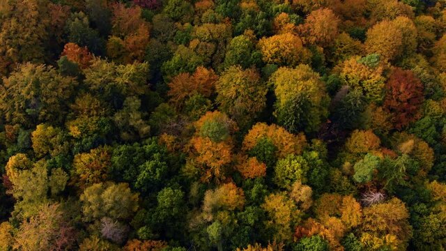 Beautiffull Autumn drone fly over the trees and fields