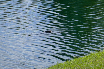 Alligator is hiding in a pond	
