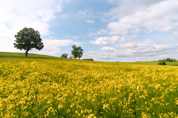 Fototapeta premium Rapsfeld im Sommer