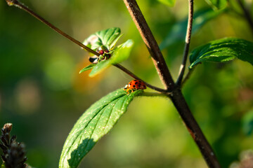 dragonfly on a leaf