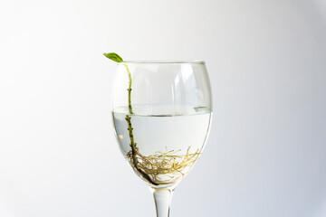 Basil with roots in water in wine galss. Many roots in water. new life concept. plant growing. Hope. text space.