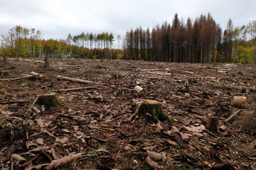 Abgeholztes Waldgebiet in Deutschland Ende Oktober 2020 in Zeiten von Klimawandel und Erderwärmung- Stockfoto