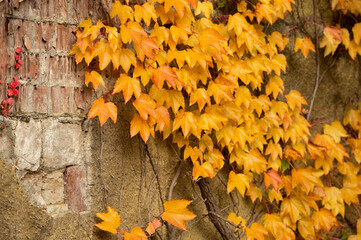 Herbstliche Dekoration. Gelbe Blätter ranken sich an einer Mauer hoch