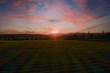 Sun beams over vineyards plantations at sunset in the mountains of Italy. A panoramic view of the vineyard plantation at sunset against the blue sky. Vineyards in Italy