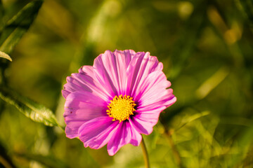 pink cosmos flower