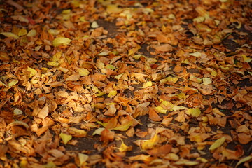 Dry brown autumn leaves on the sunny ground road in the forest