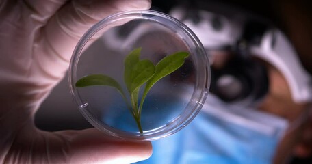 Lab technician examines green leaf in flask standing greenhouse on hydroponics.