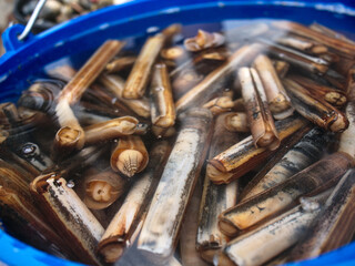 P&ecirc;che de coquillages couteaux