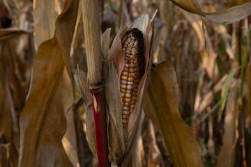 Close-up corn crop