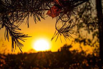 sunset in the forest
