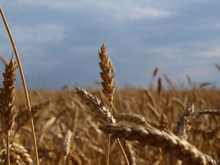 Closeup of ripe wheat ears wth a blue sky in the background.