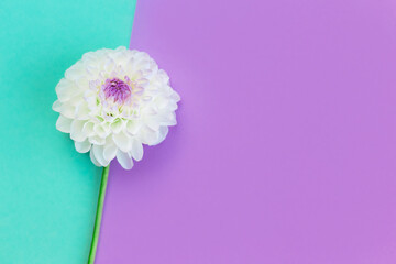 Fototapeta na wymiar Amazing white Dahlia flower on a turquoise and violet pastel background.