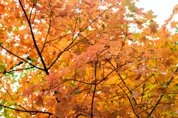 A brilliant orange maple tree with fall foliage