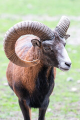 European mouflon (in german Europäischer Mufflon) Ovis gmelini musimon, Ovis orientalis musimon, Ovis aries musimon