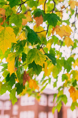 An urban neighborhood with trees in Fall foliage