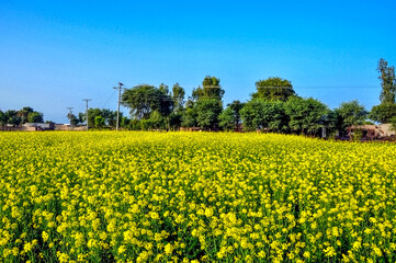 Mustered flowers in the field 