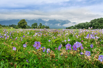 A beautiful meadow of flowers, an interesting landscape of the Tatra Mountains in the background