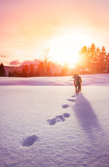 Border collie dog standing in thick snow with pawprints behind him in a colorful sunset - wide shot.