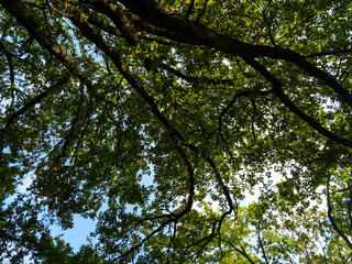 Fototapeta premium alberi