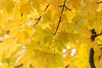 Red and yellow  leave in autumn in the park